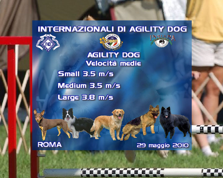 Agility DOG