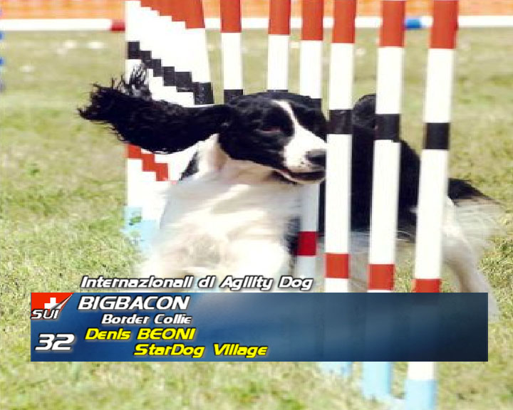 Agility DOG