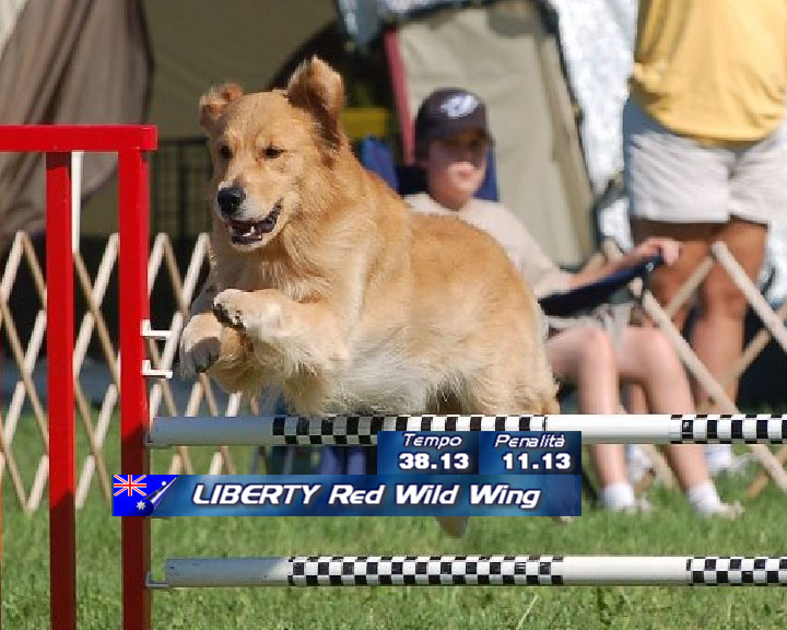 Agility DOG