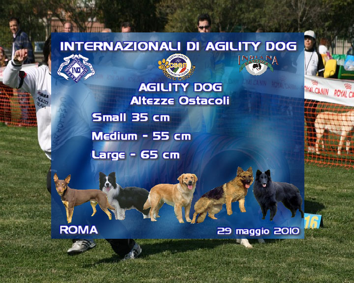 Agility DOG