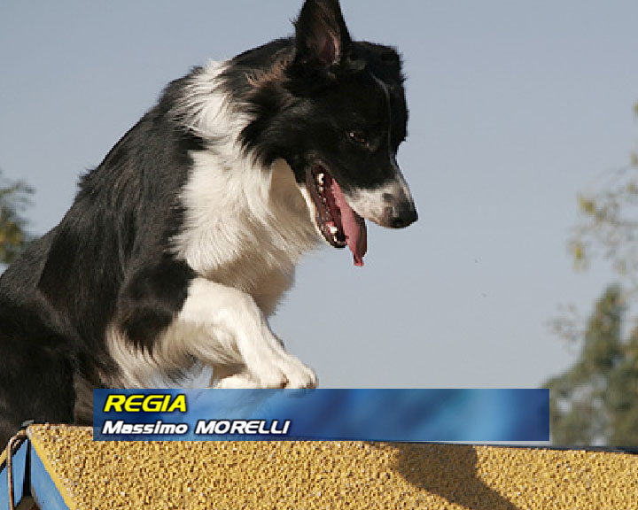 Agility DOG