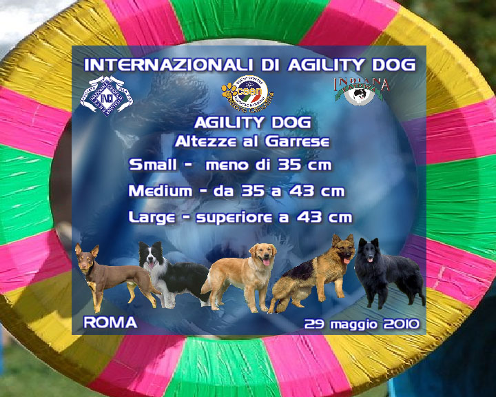 Agility DOG