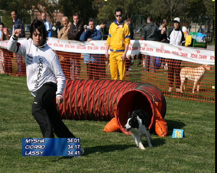 Agility DOG