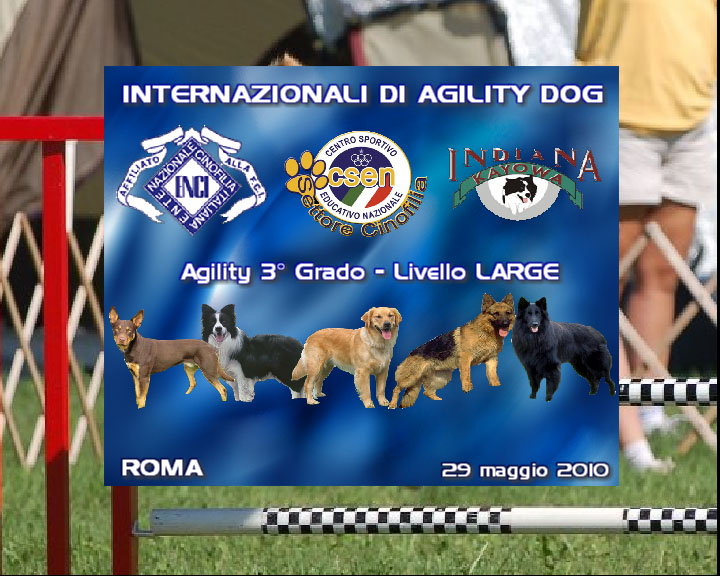 Agility DOG