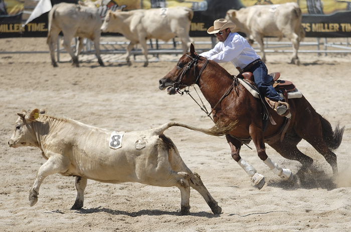 Equitazione - Team Penning